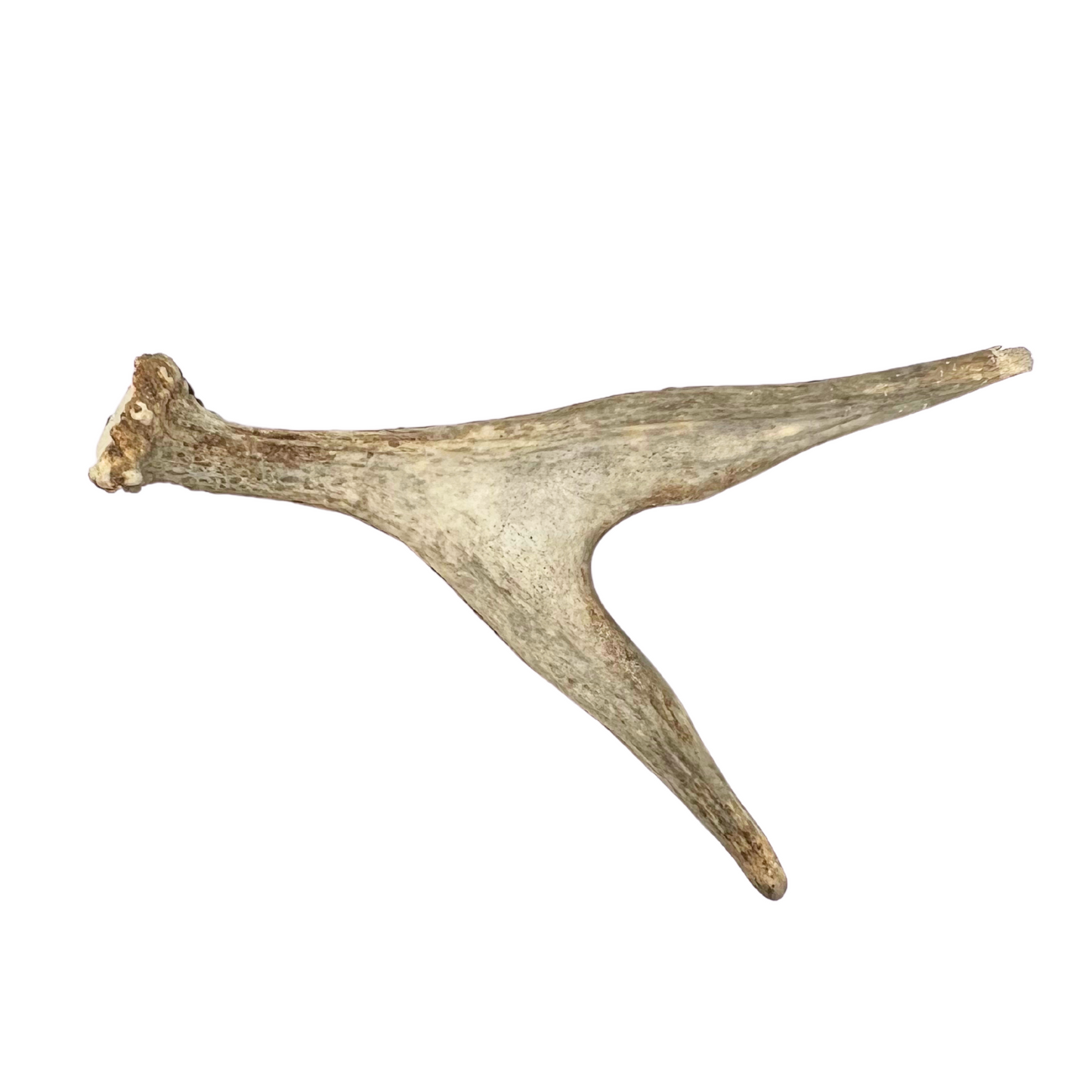 juvenile moose antler