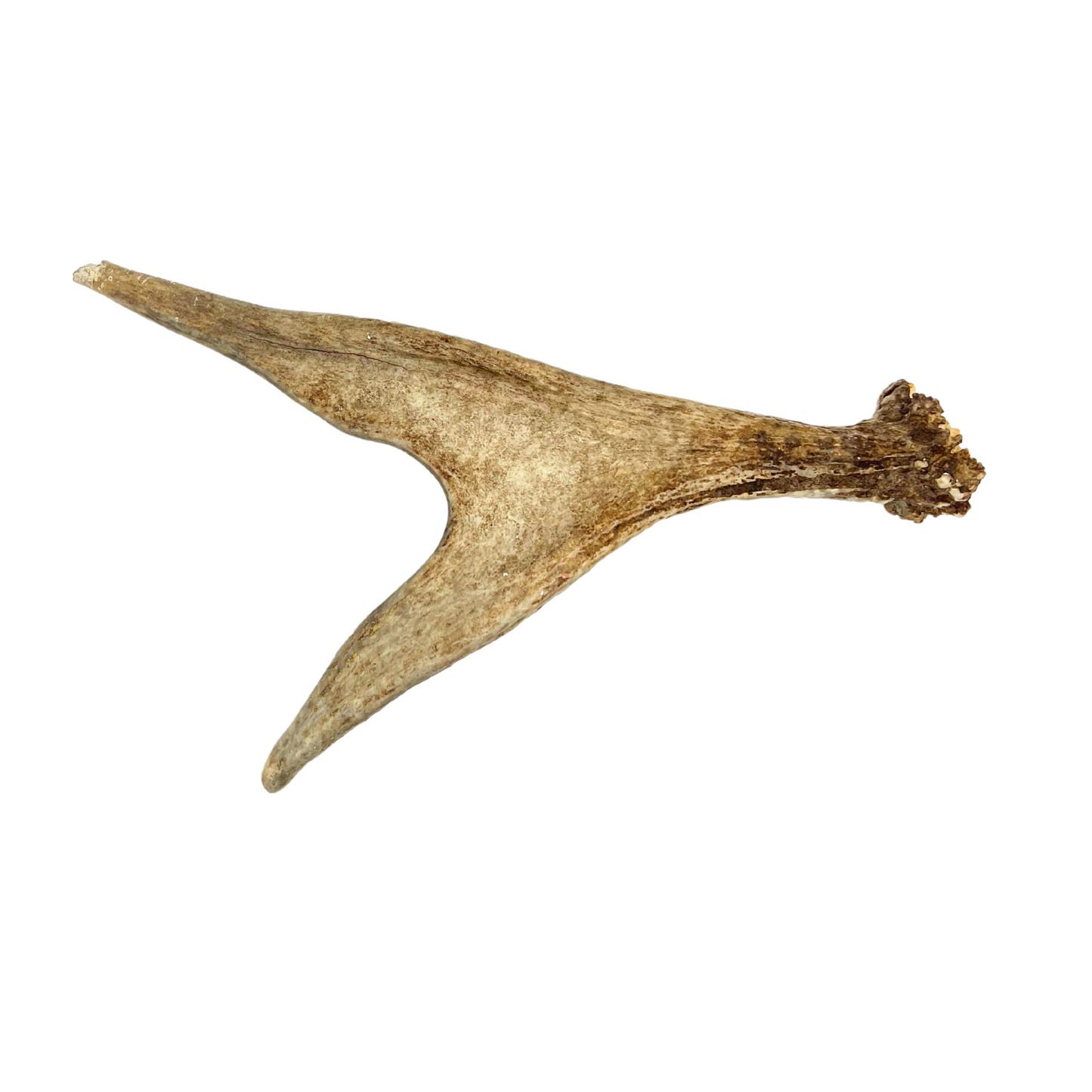 juvenile moose antler