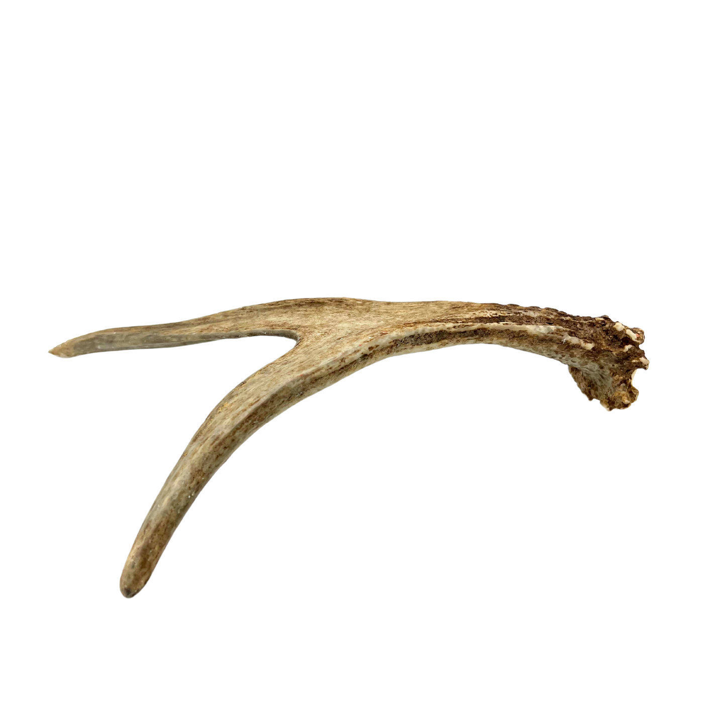 juvenile moose antler