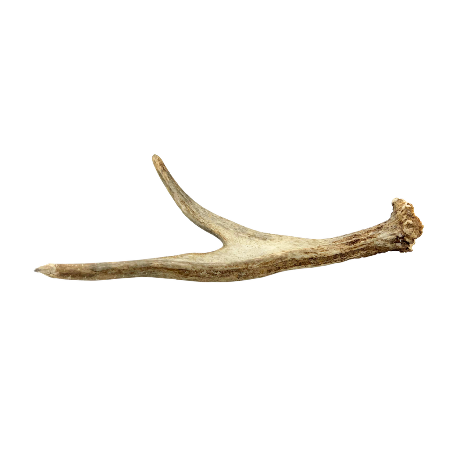 juvenile moose antler