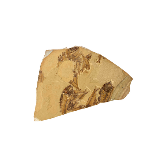 fish fossil