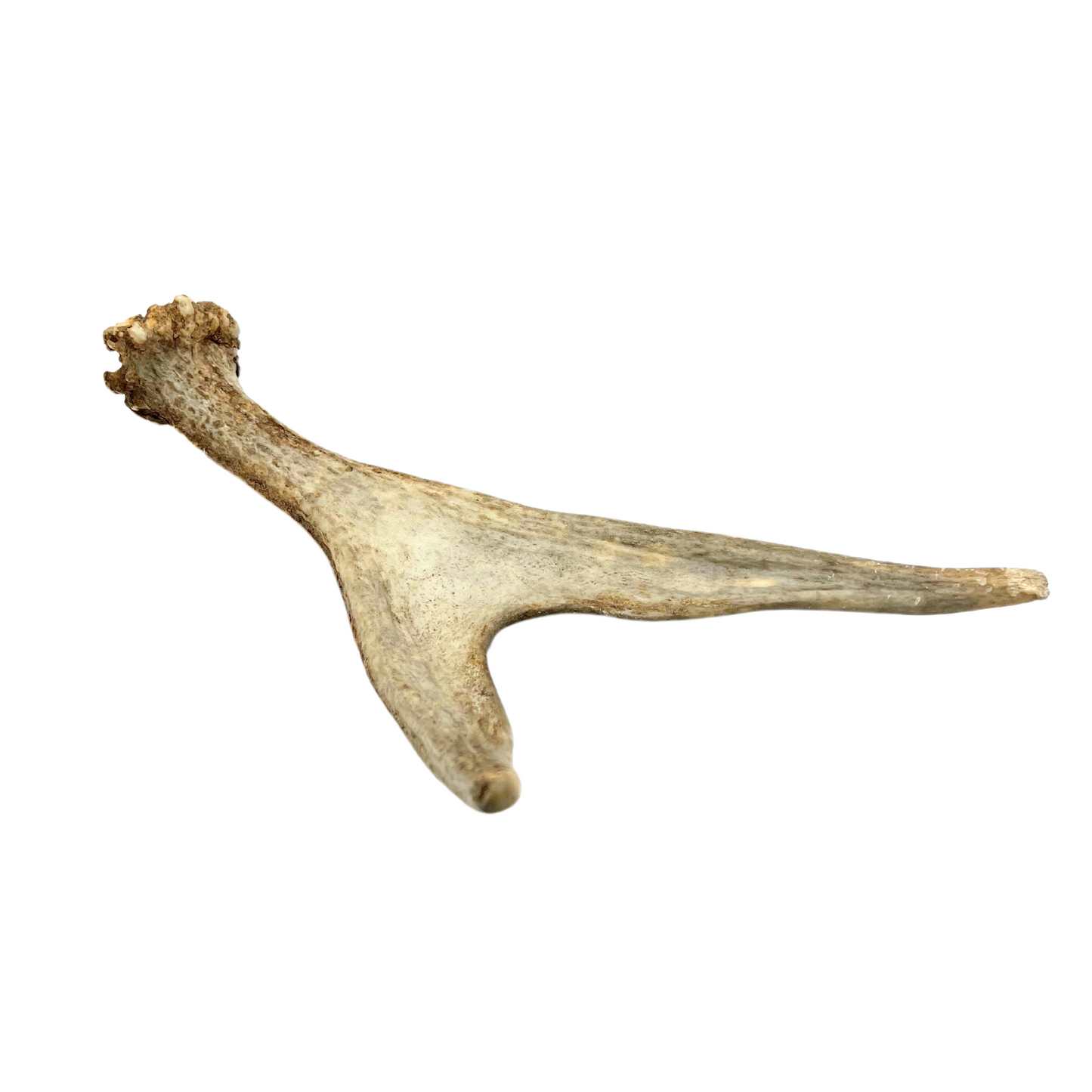 juvenile moose antler
