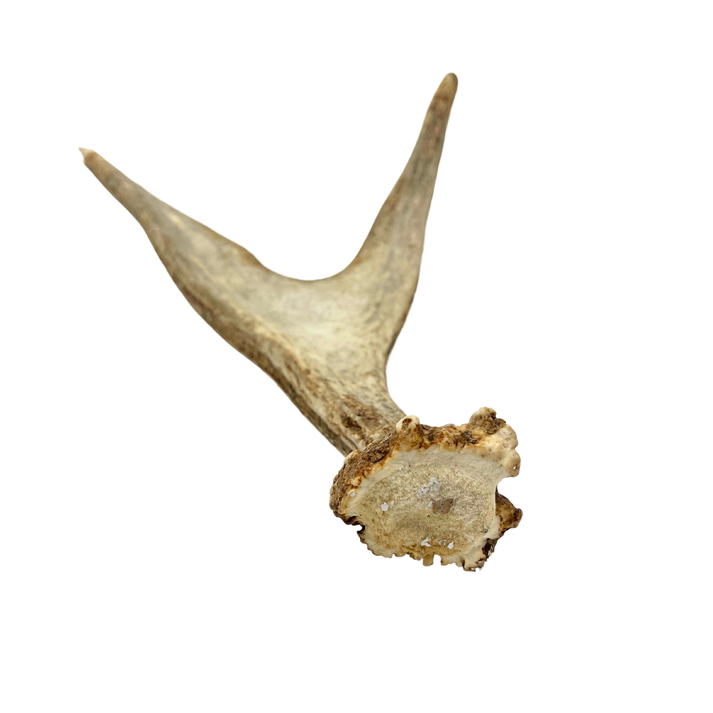 juvenile moose antler
