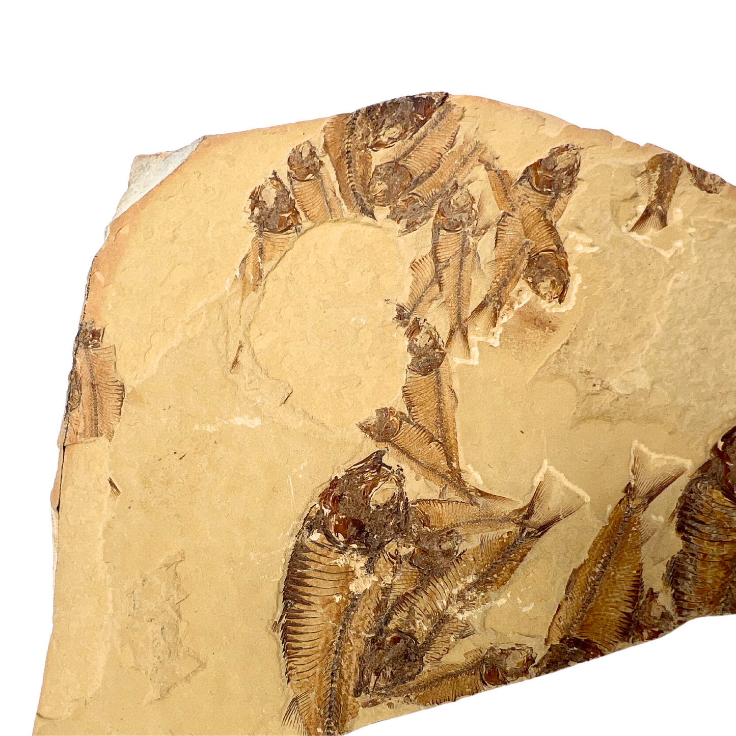 fish fossil