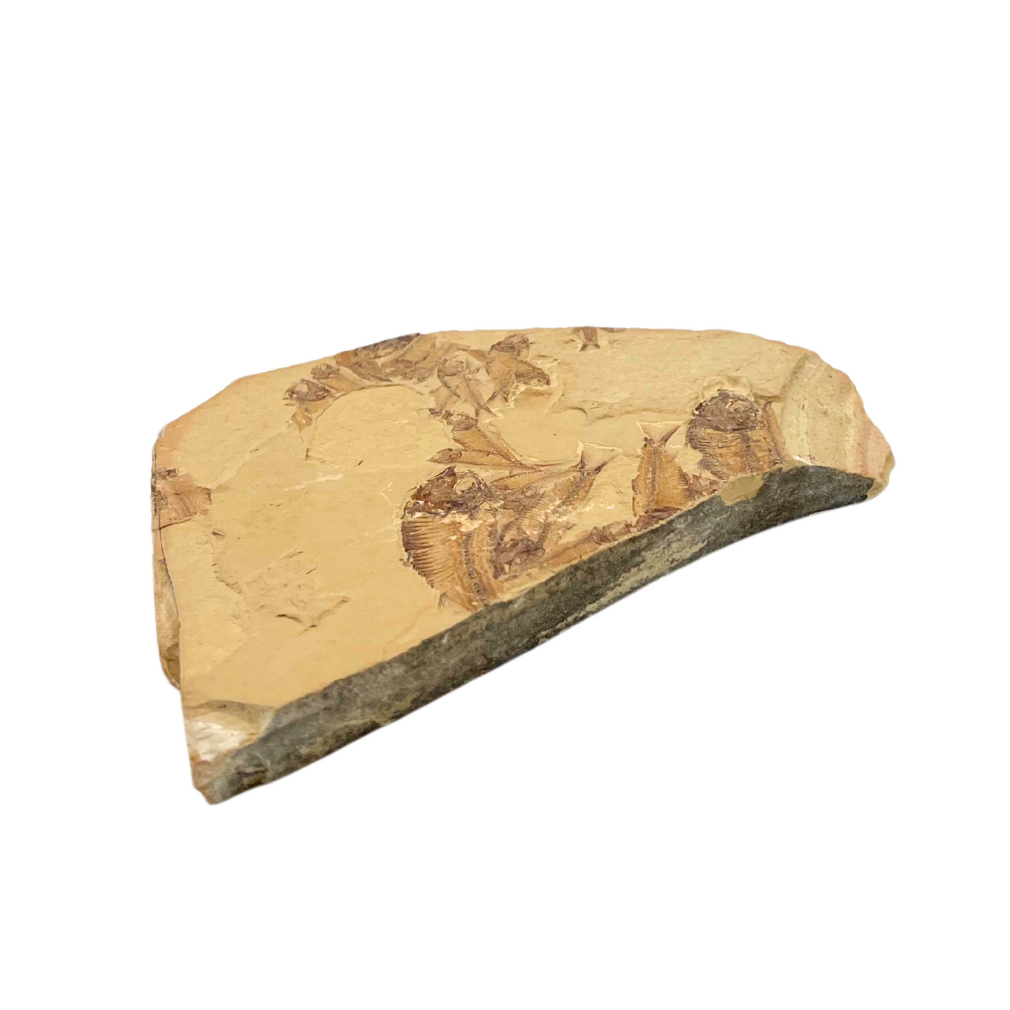 fish fossil