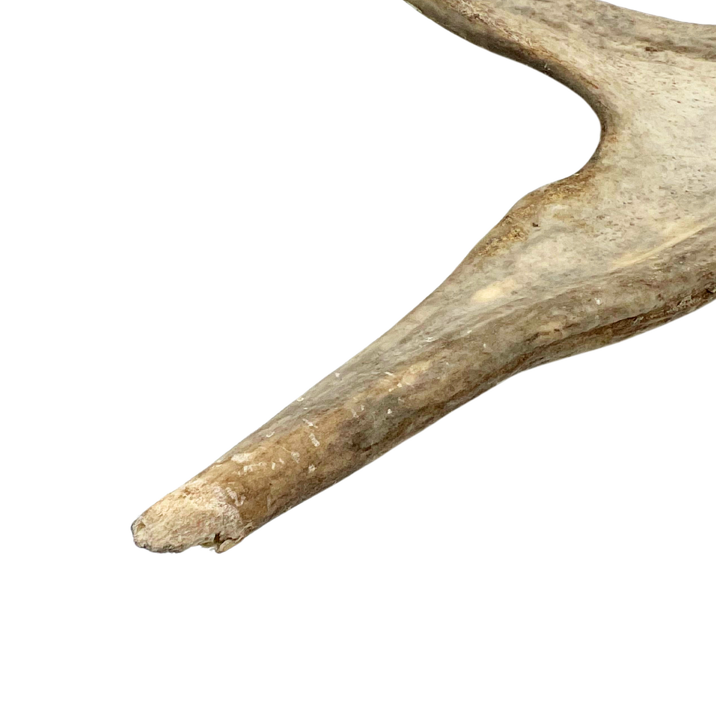 juvenile moose antler