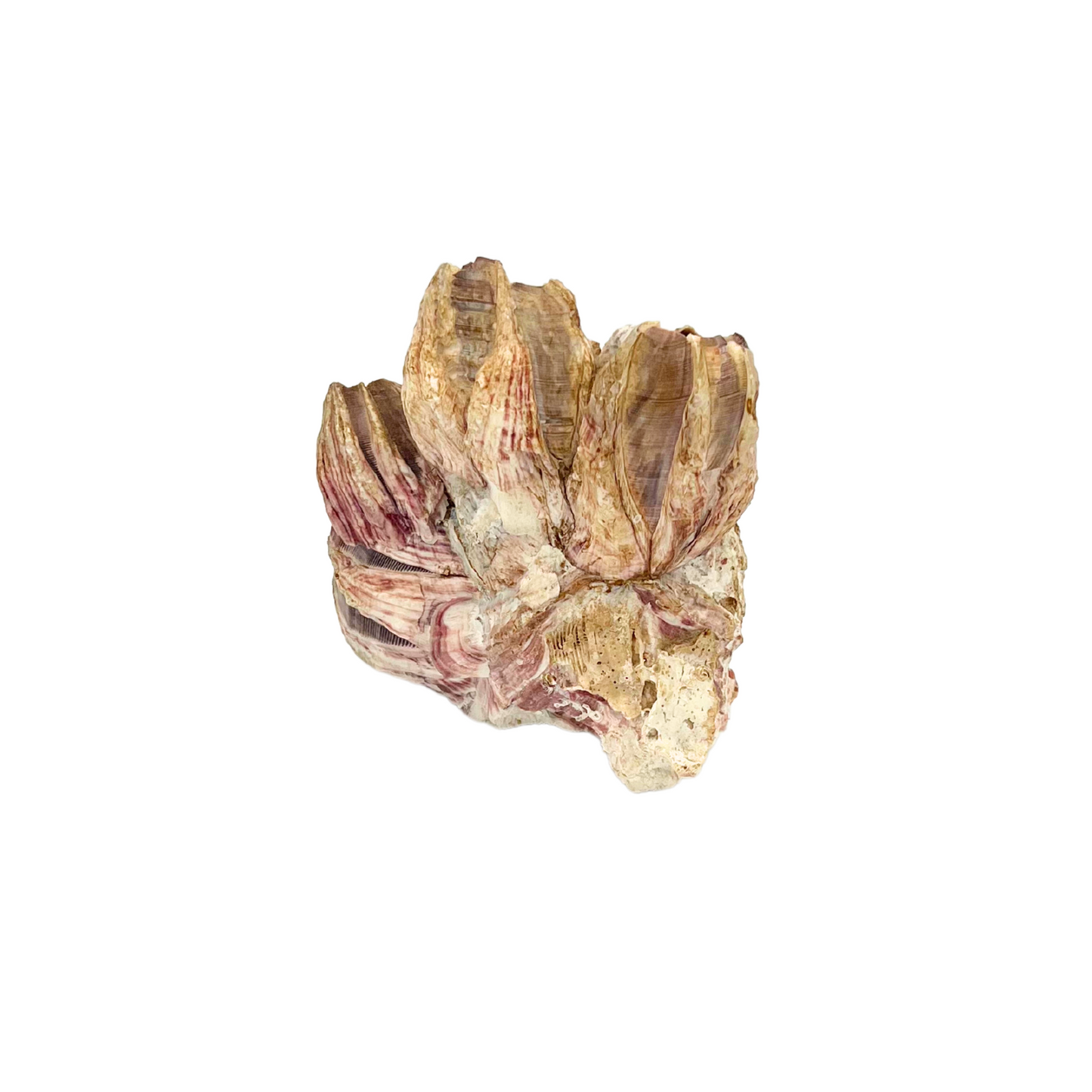 barnacle cluster