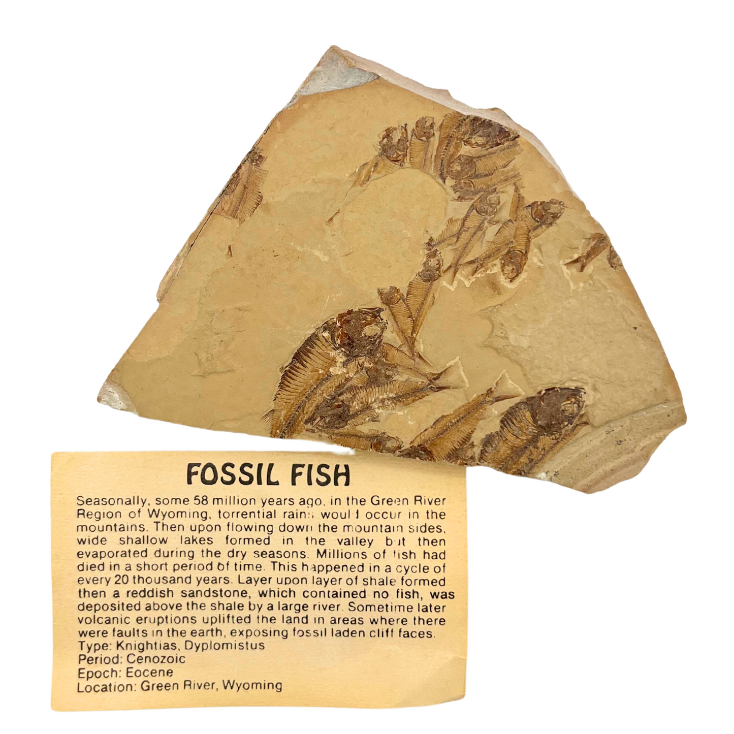fish fossil