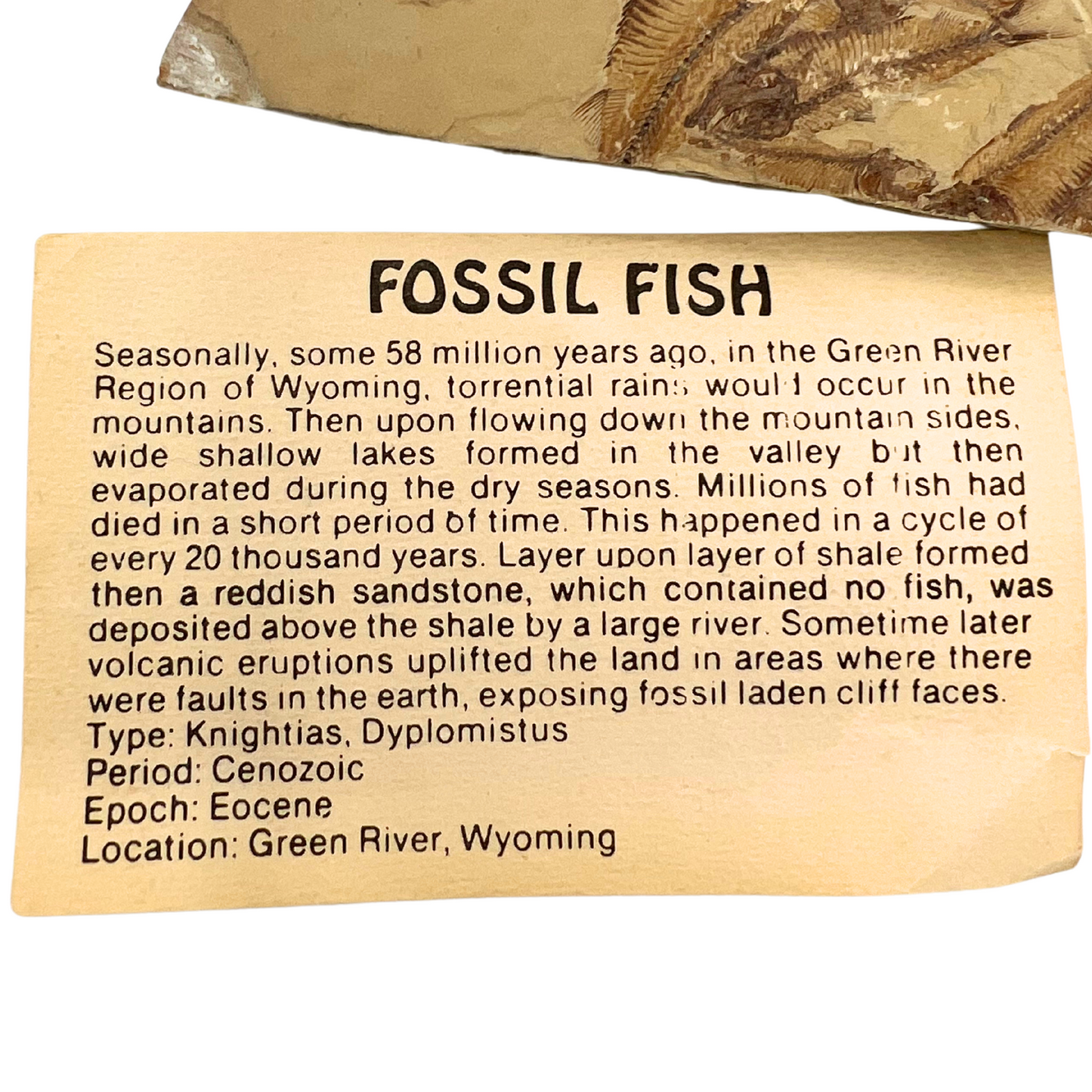 fish fossil