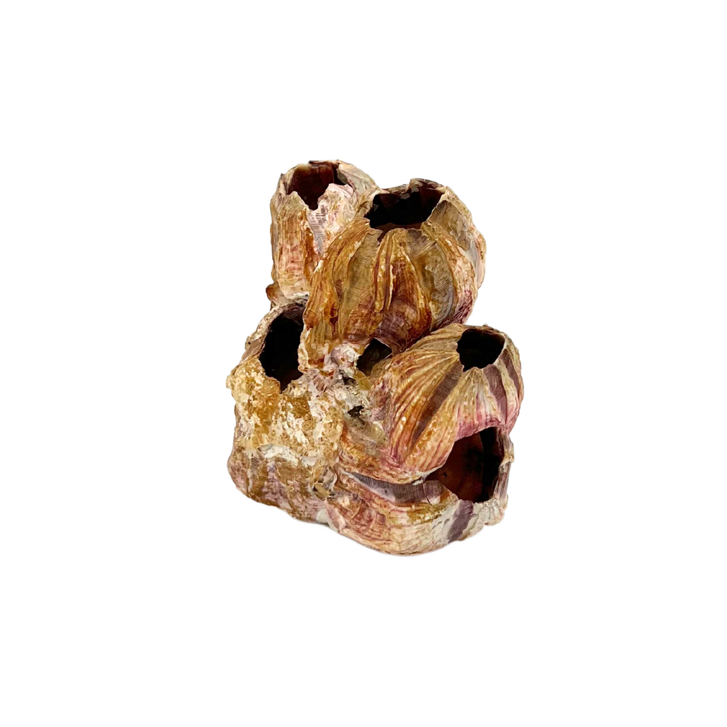 barnacle cluster