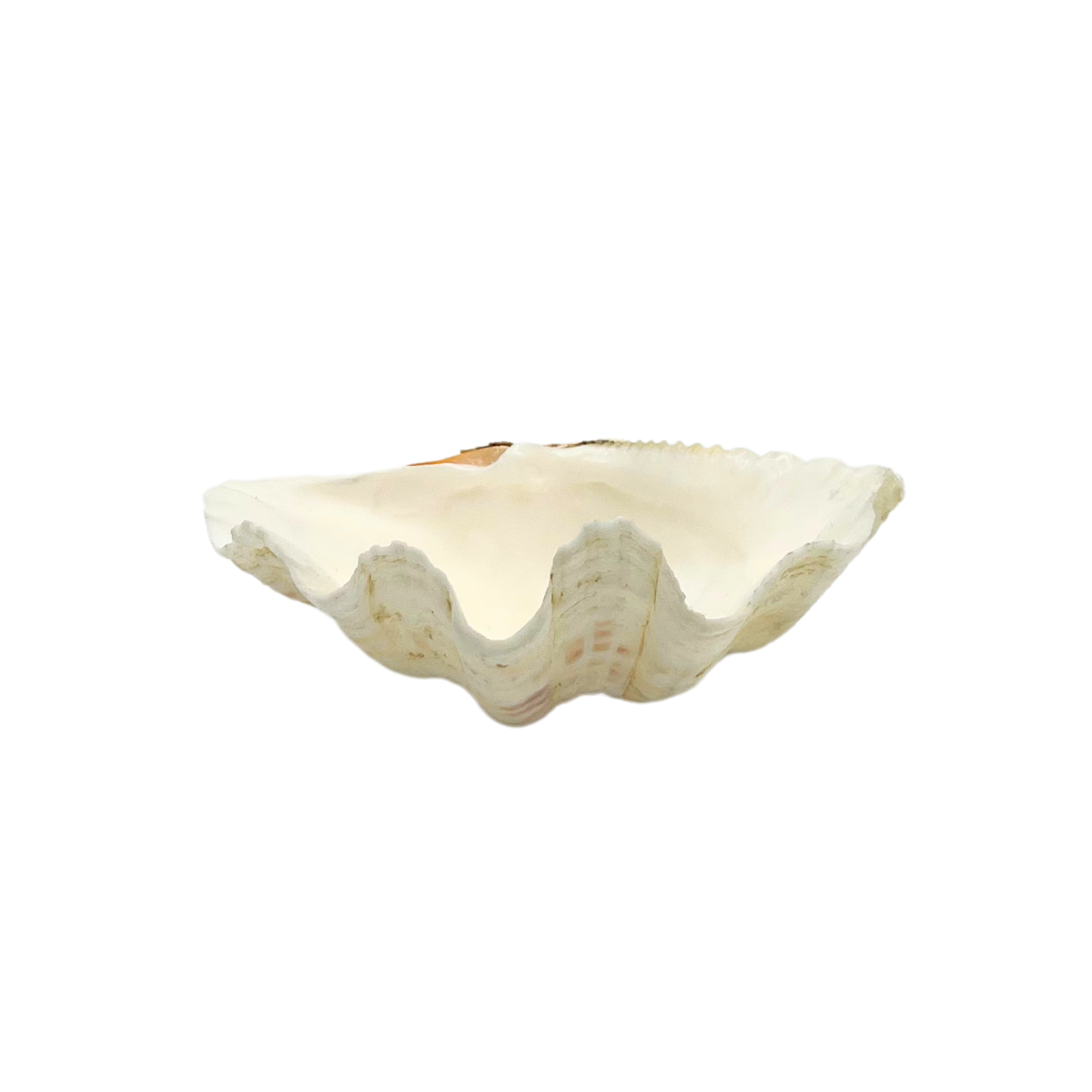 natural clam shell dish