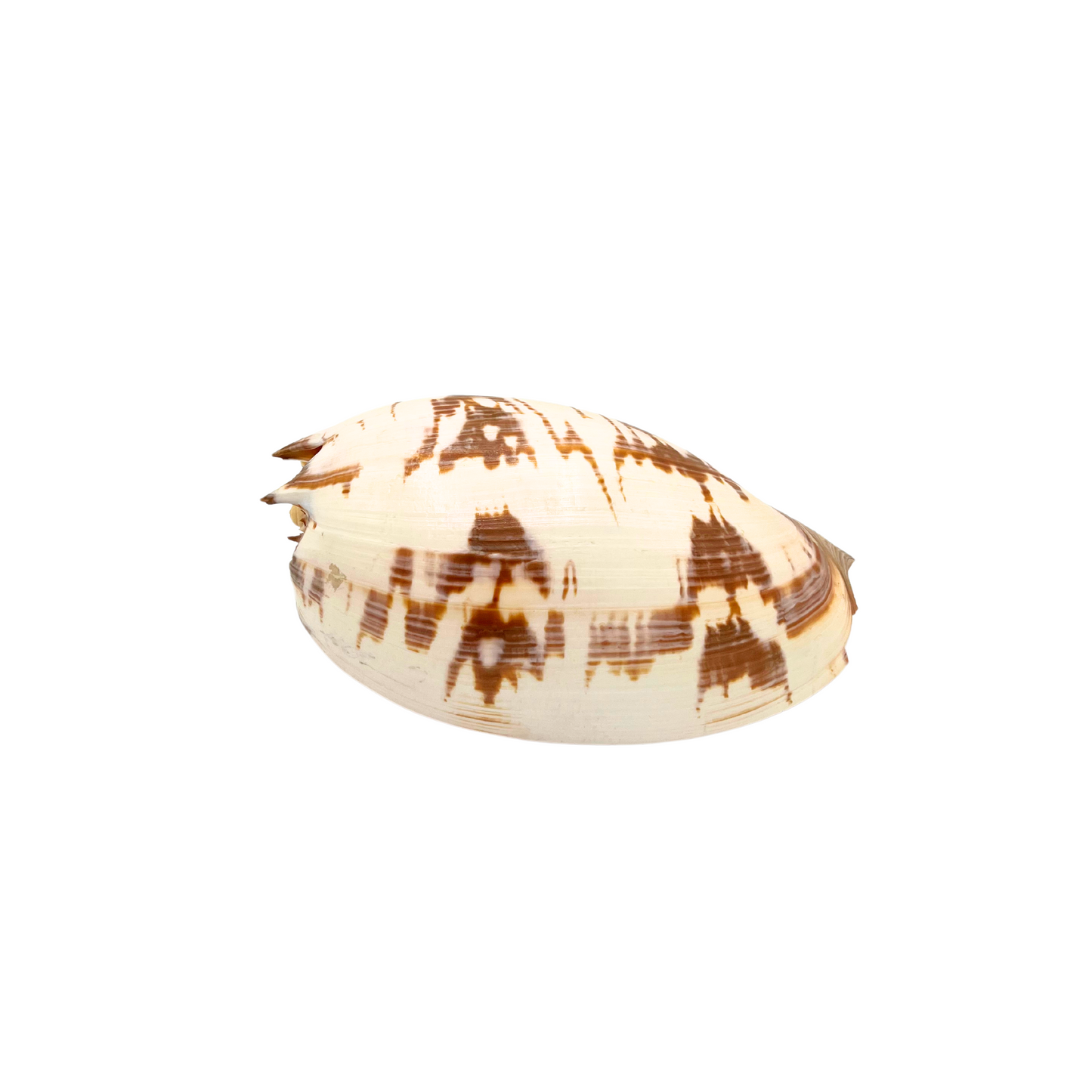 melo amphora shell