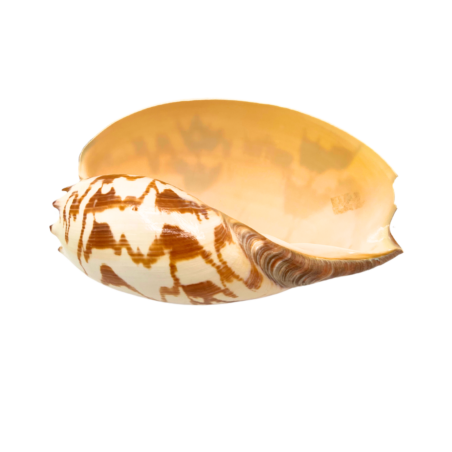 melo amphora shell
