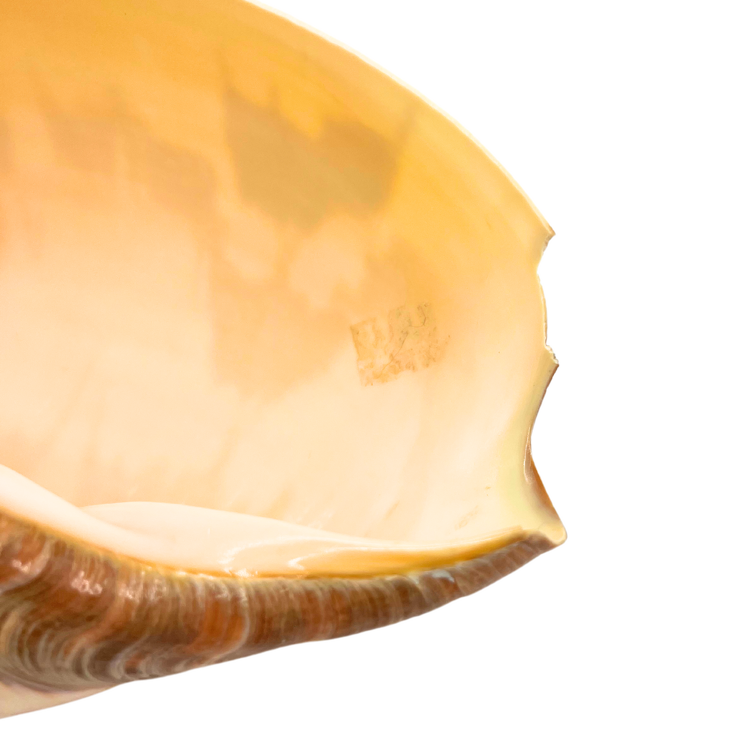 melo amphora shell