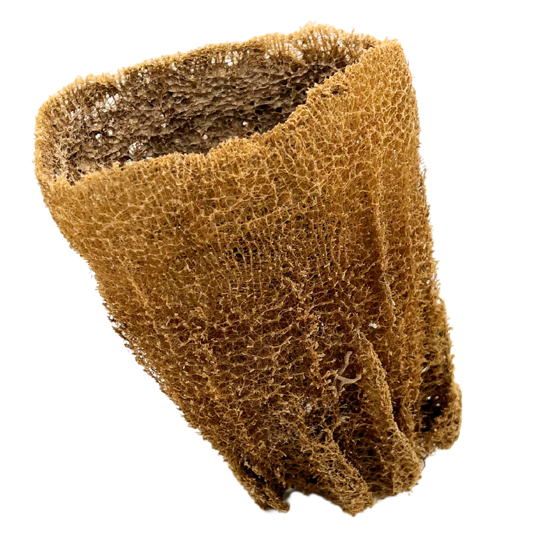 natural Florida sea sponge