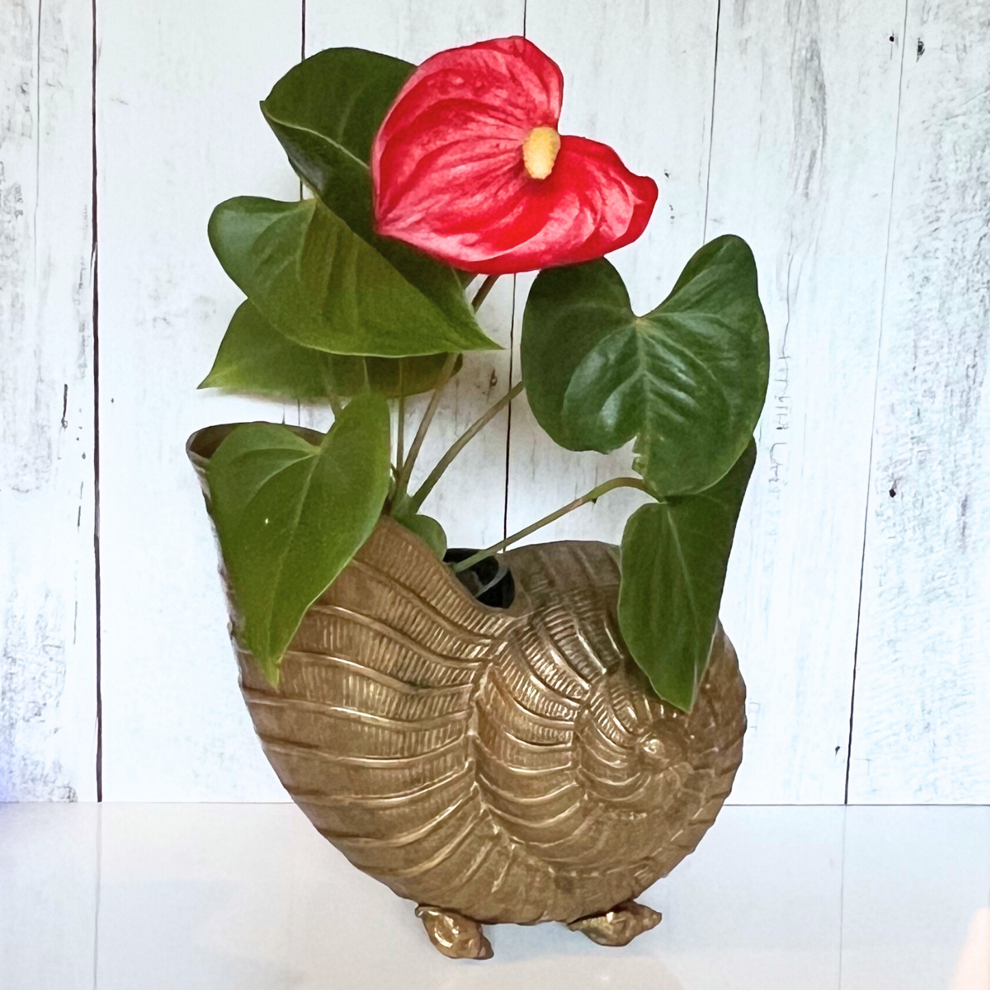 vintage brass nautilus planter