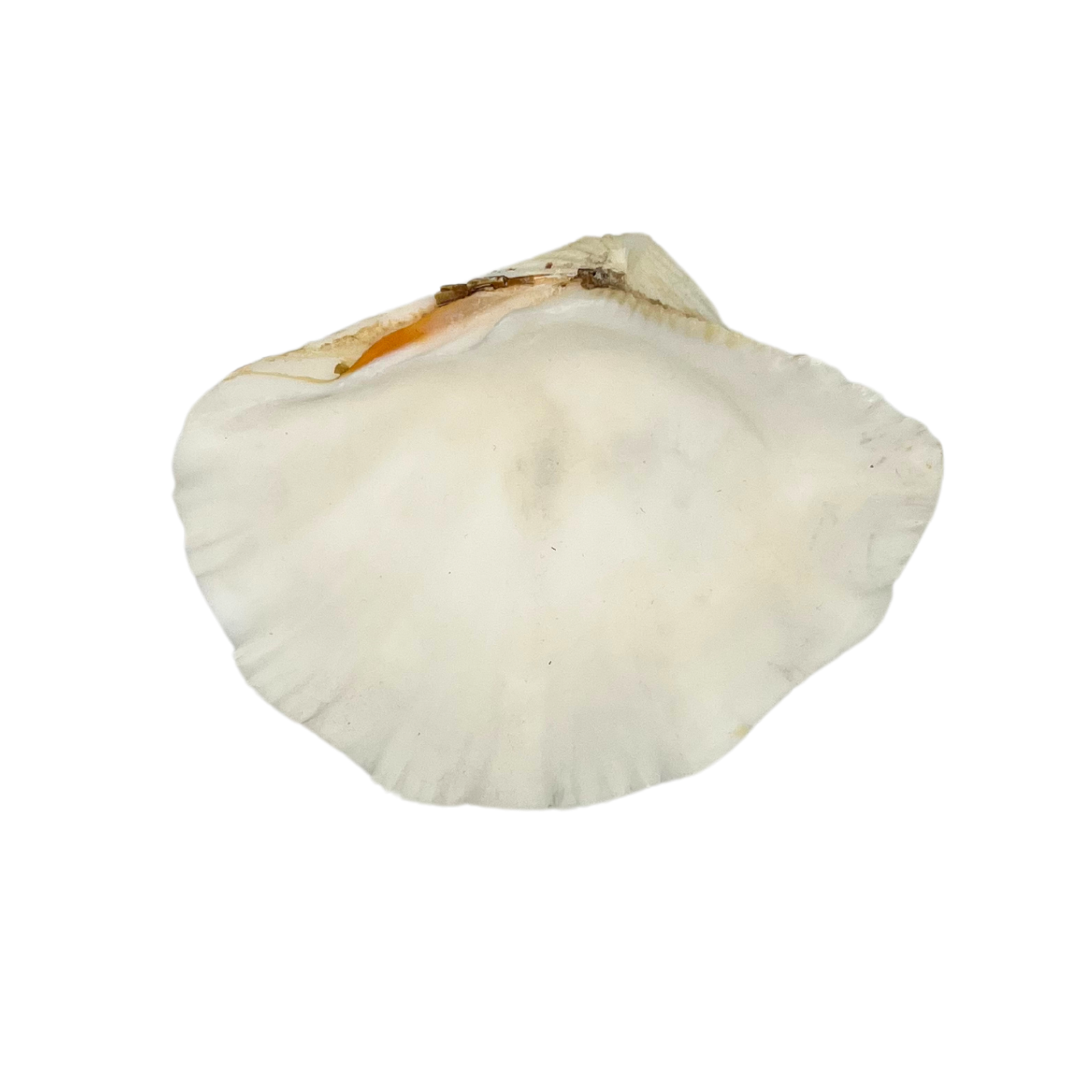 natural clam shell dish