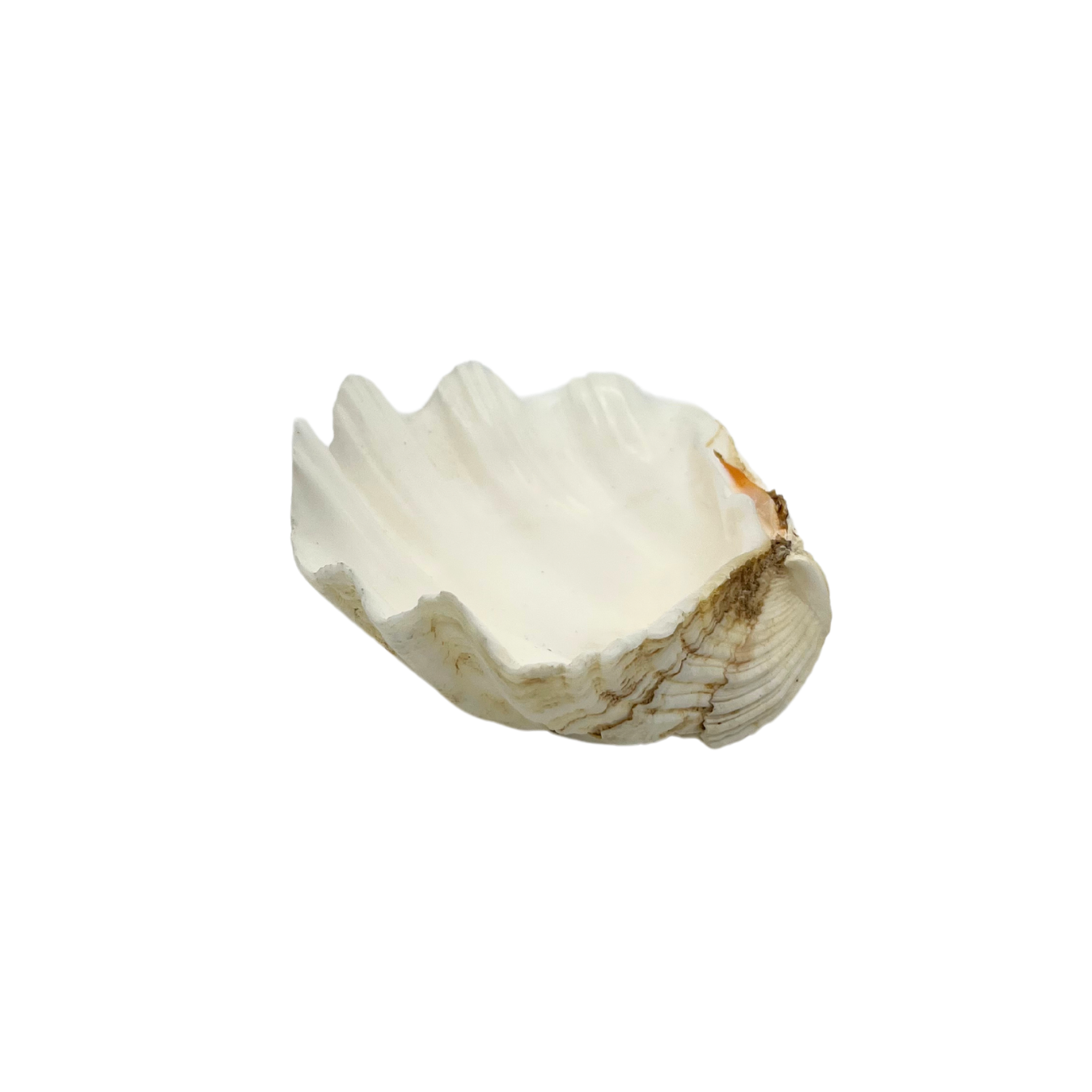 natural clam shell dish