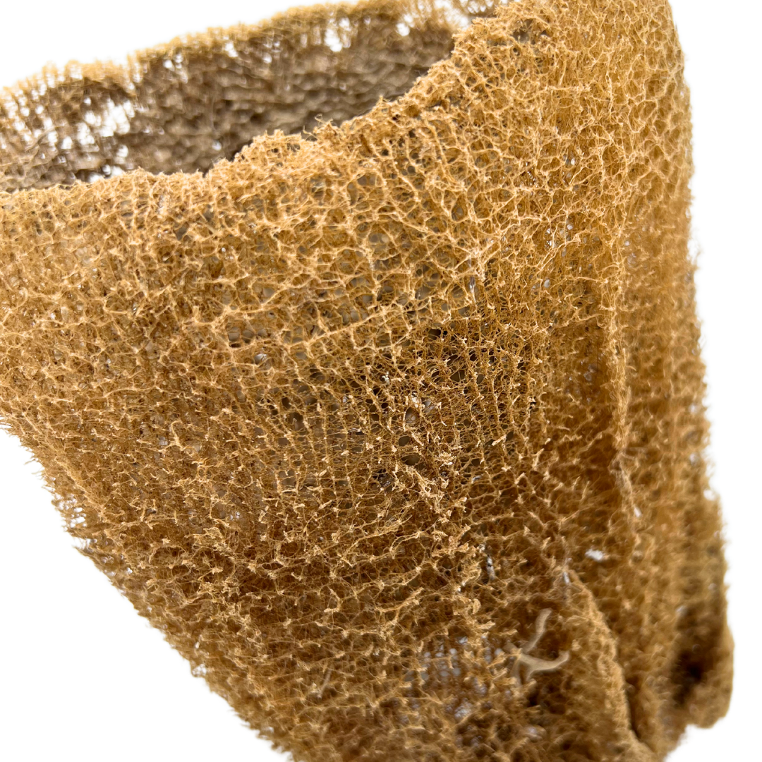 natural Florida sea sponge