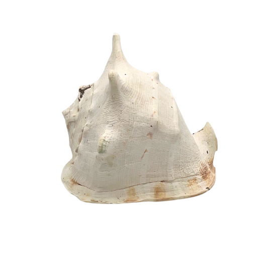 large queen helmet conch shell
