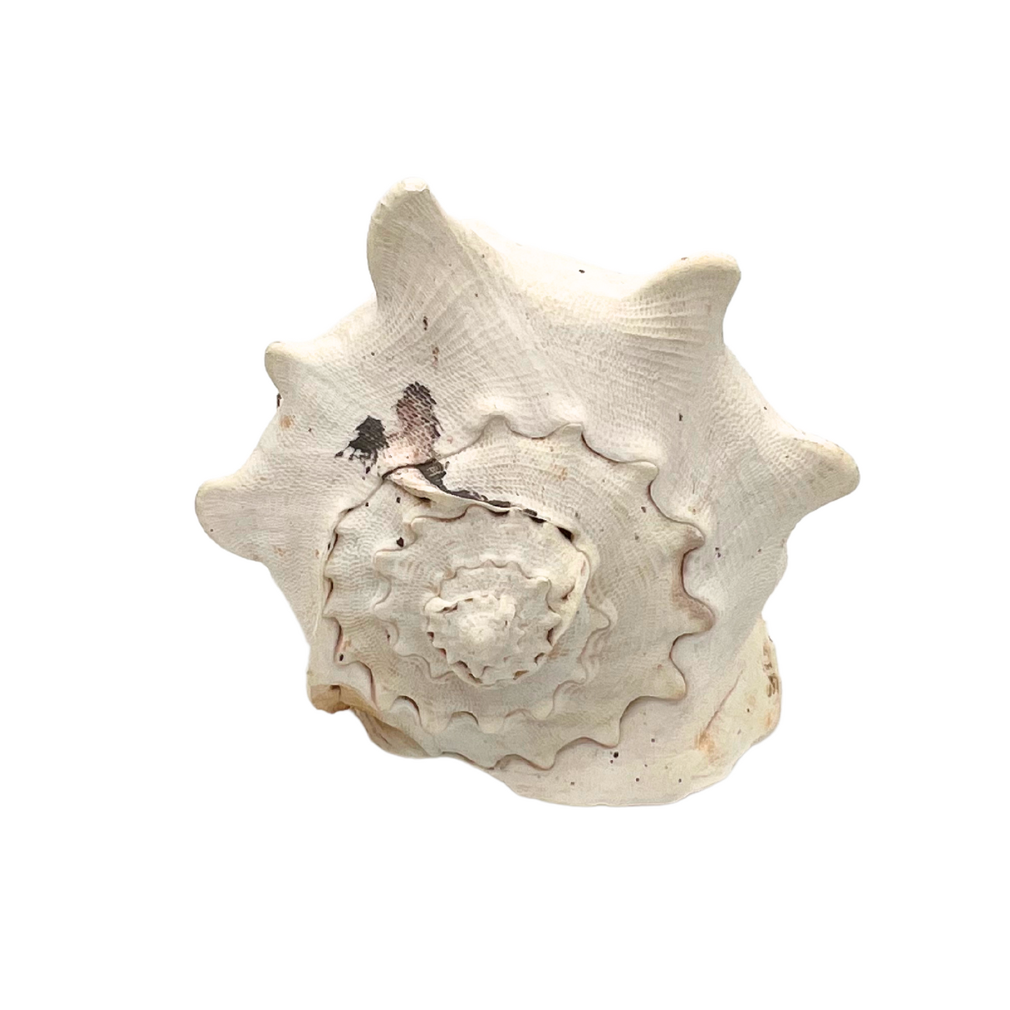large queen helmet conch shell