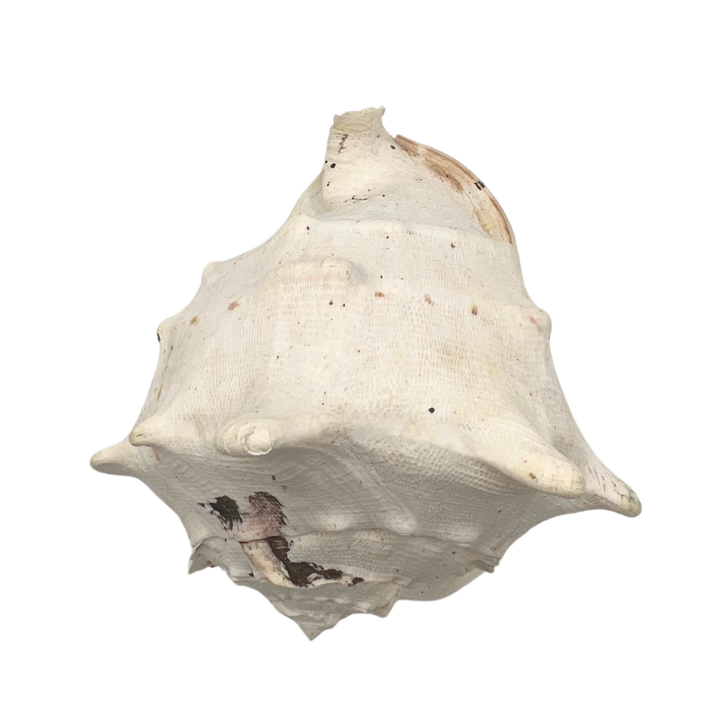 large queen helmet conch shell