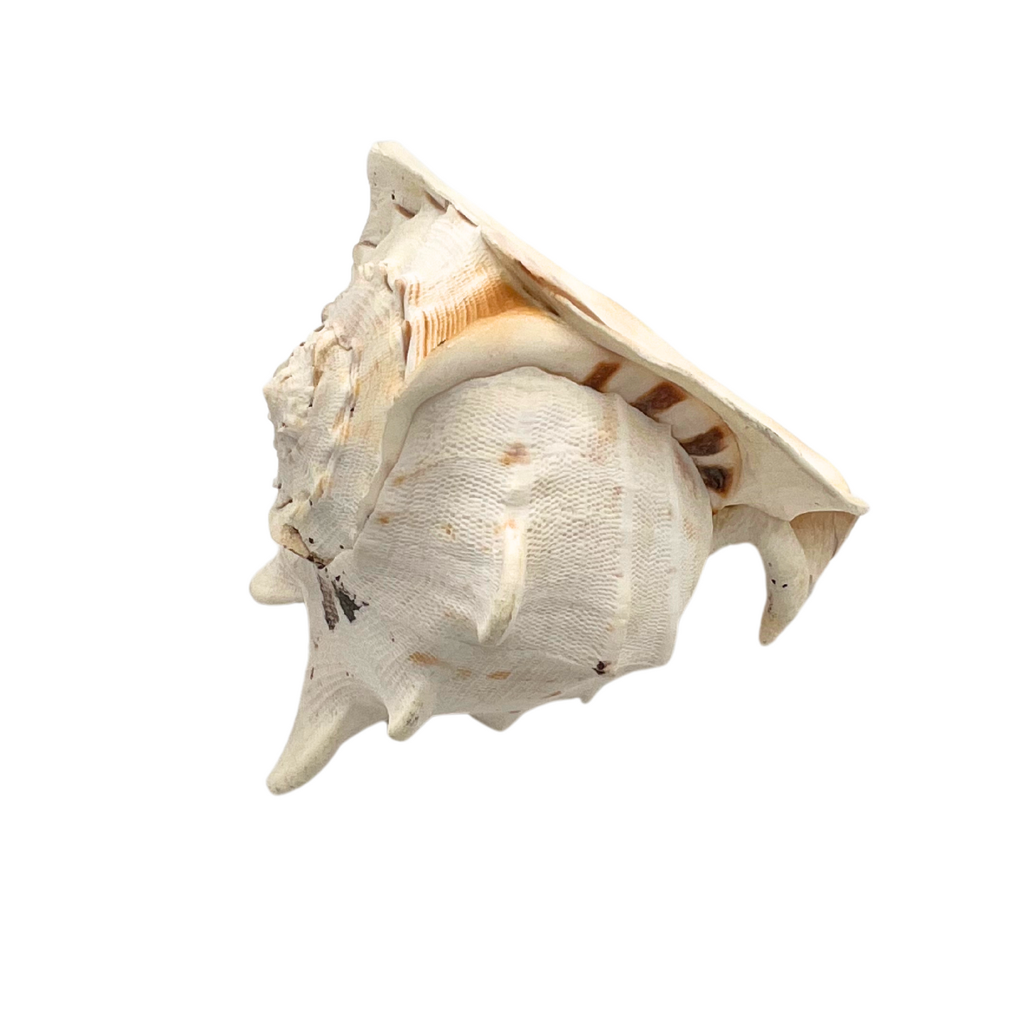 large queen helmet conch shell