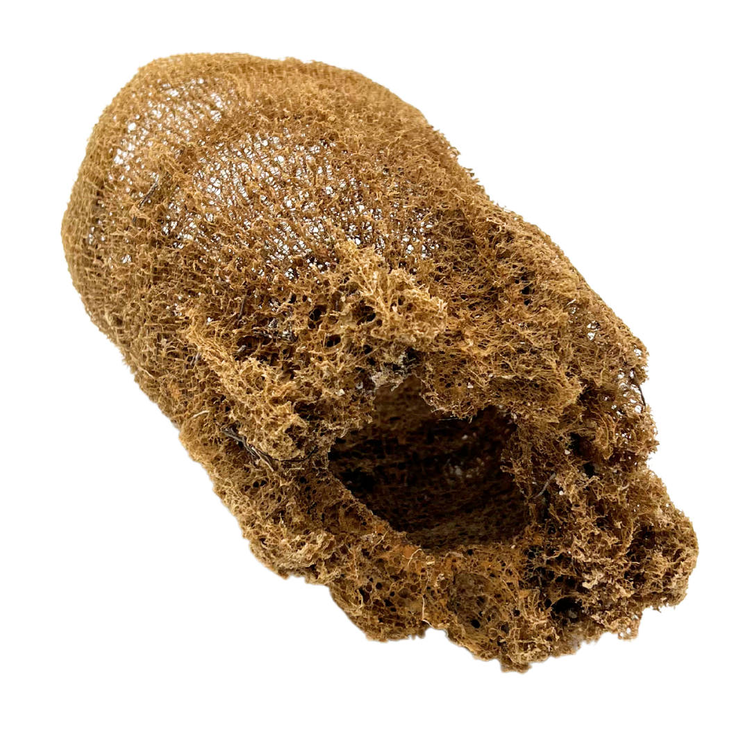 natural Florida sea sponge