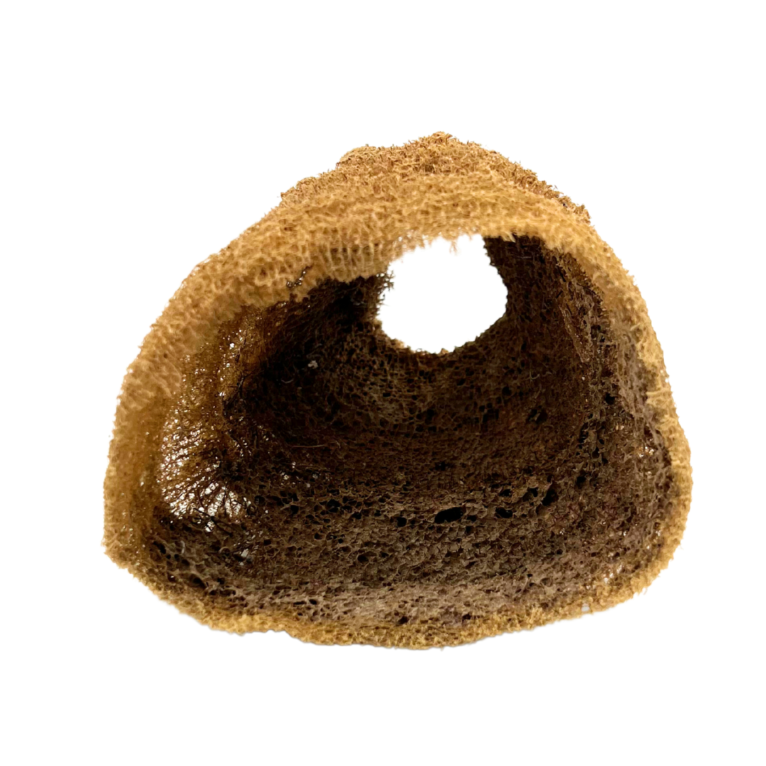 natural Florida sea sponge