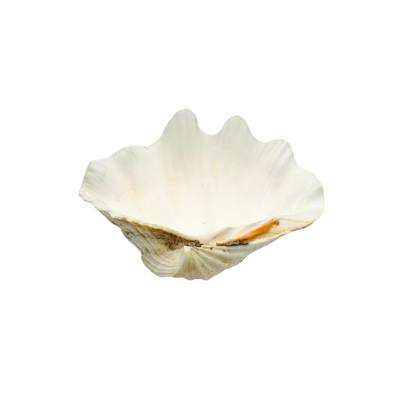 natural clam shell dish