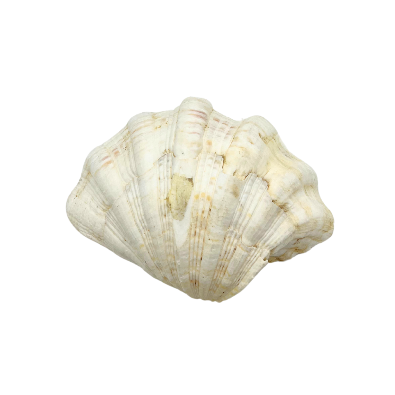 natural clam shell dish