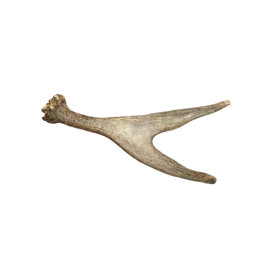 juvenile moose antler