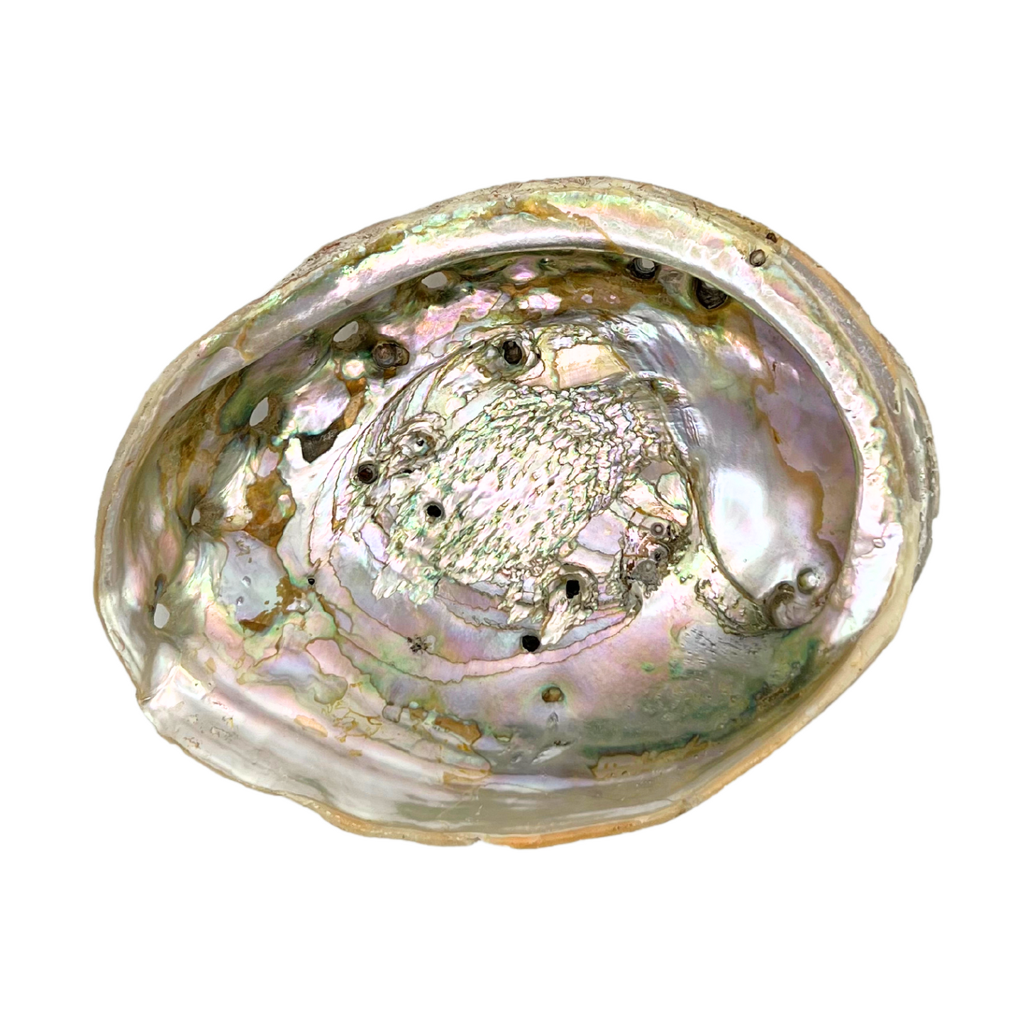 large vintage abalone shell