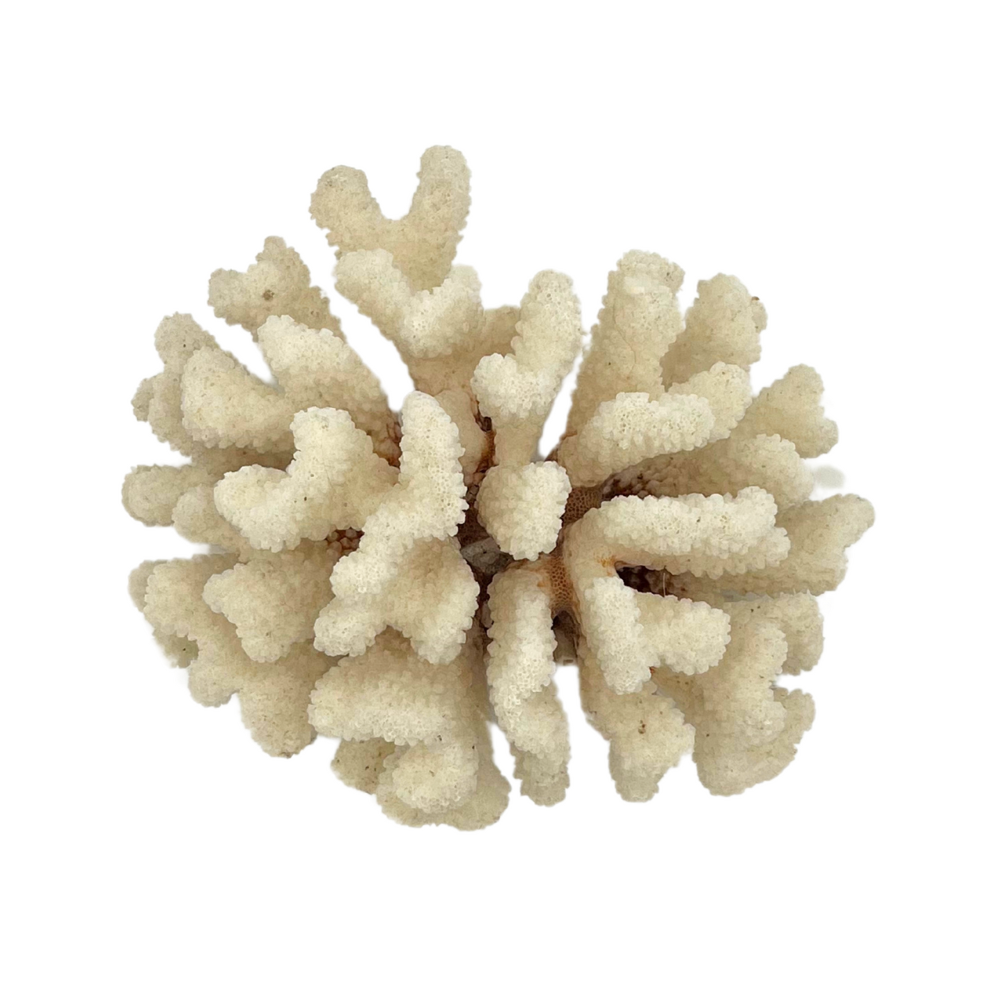 vintage coral cluster