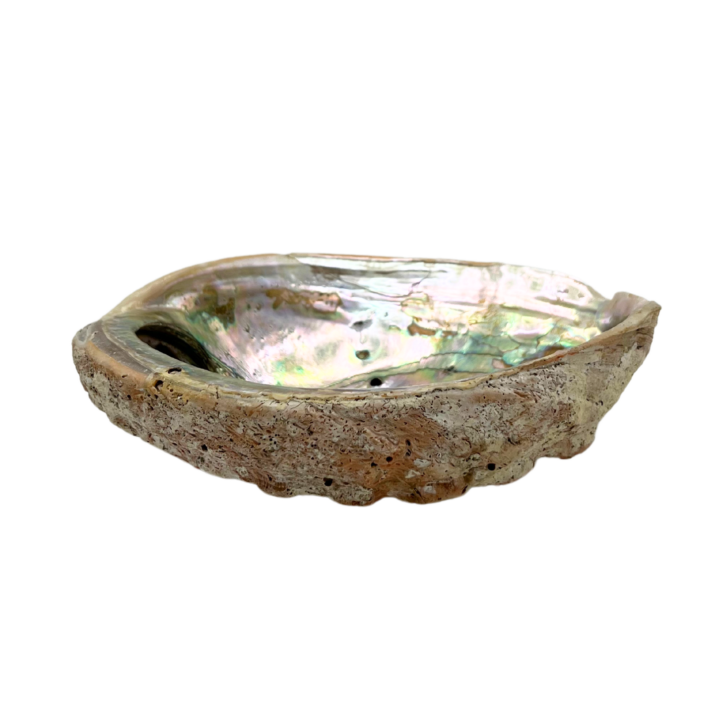large vintage abalone shell
