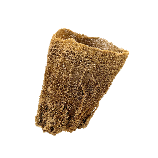 natural Florida sea sponge