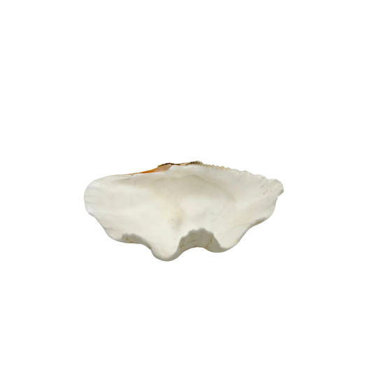 natural clam shell dish
