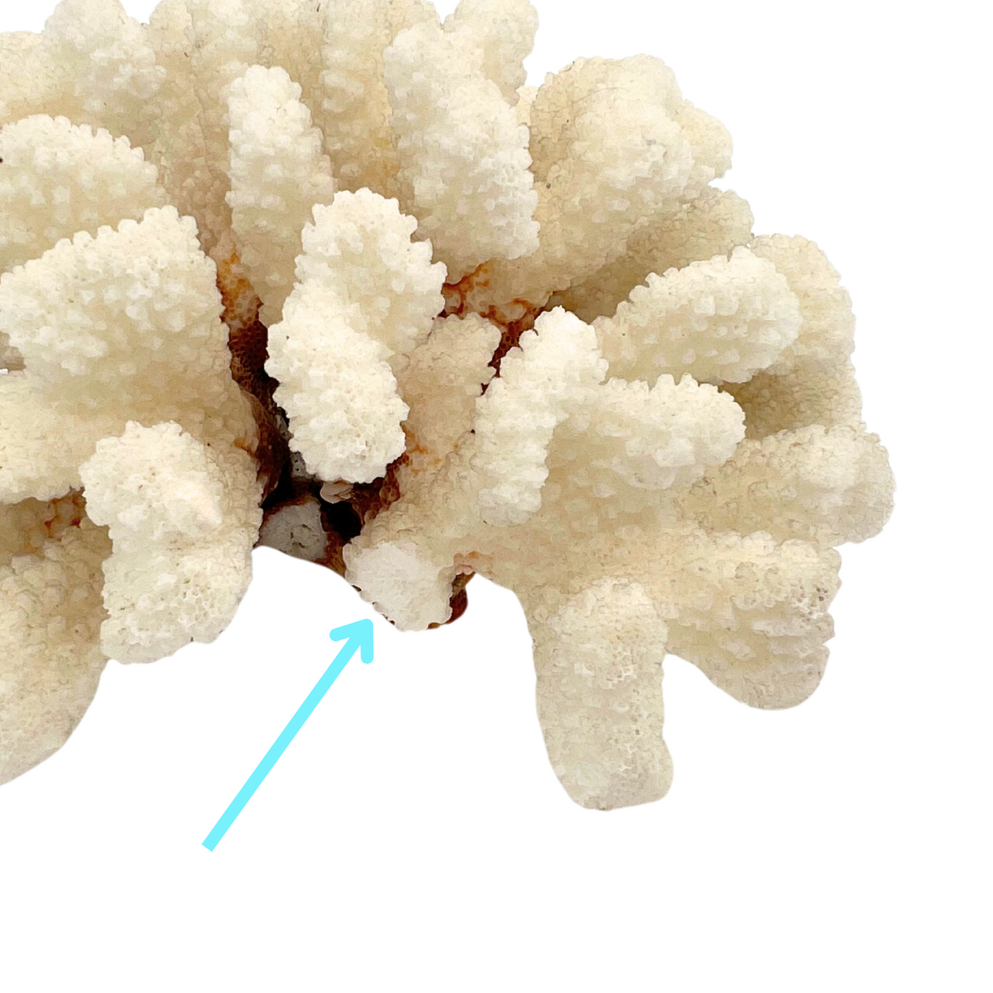 vintage coral cluster
