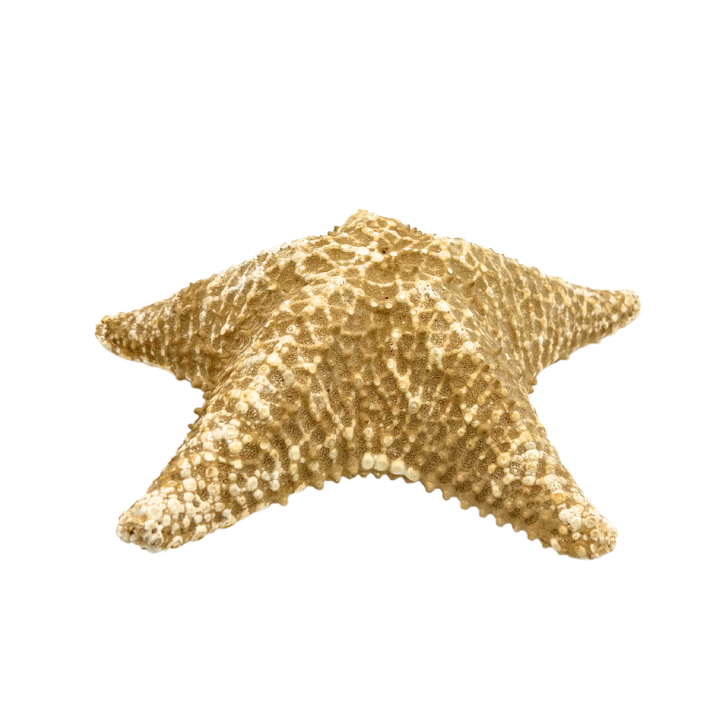 vintage cushion starfish