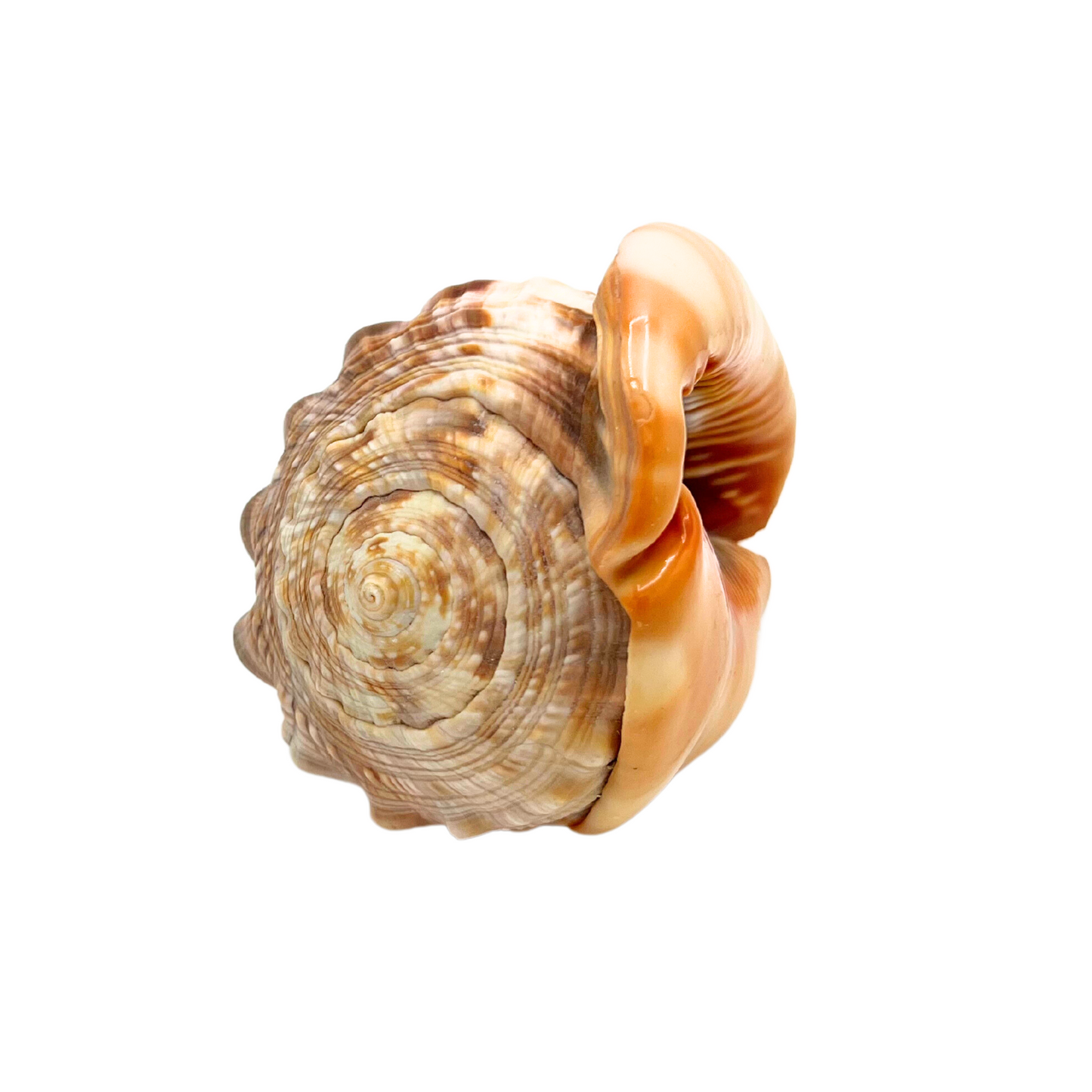 helment conch shell