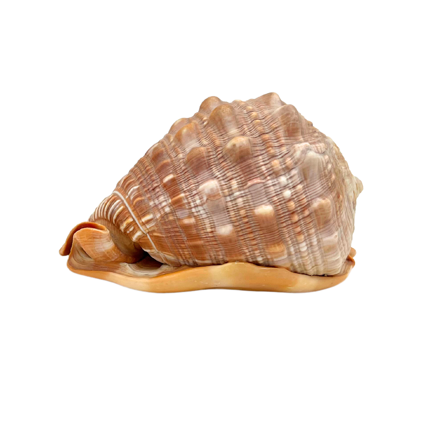 helment conch shell