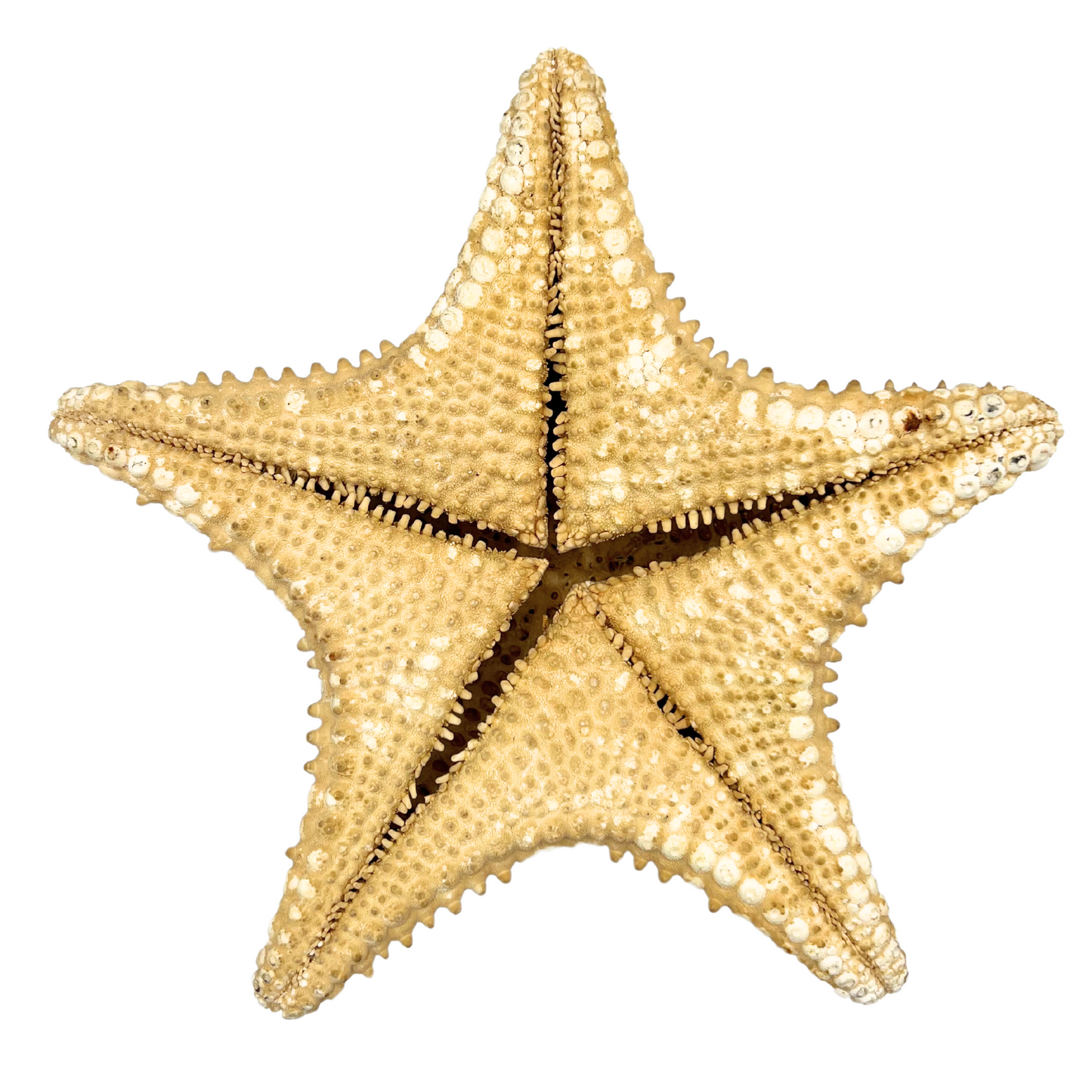 vintage cushion starfish