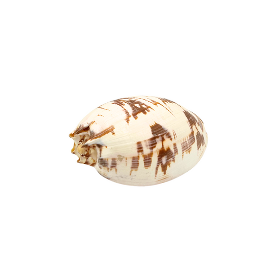 melo amphora shell