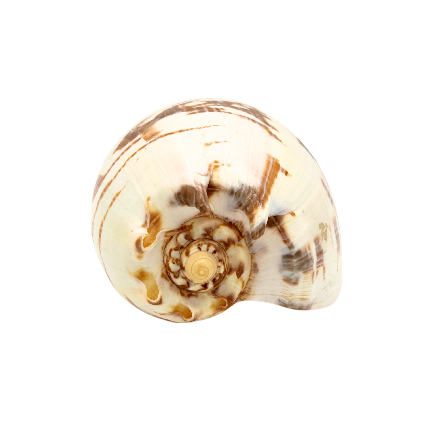 melo amphora shell