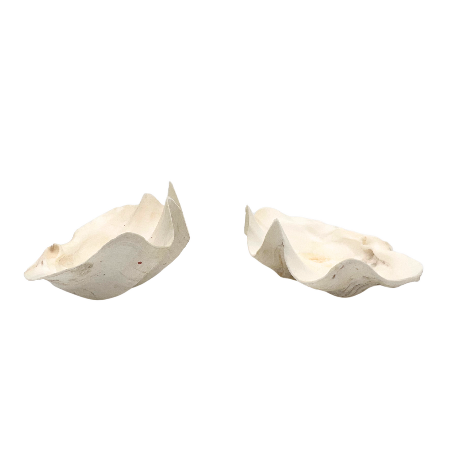 pair of clam shell dishes