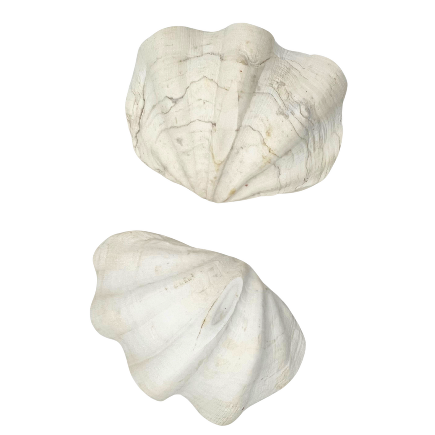 pair of clam shell dishes