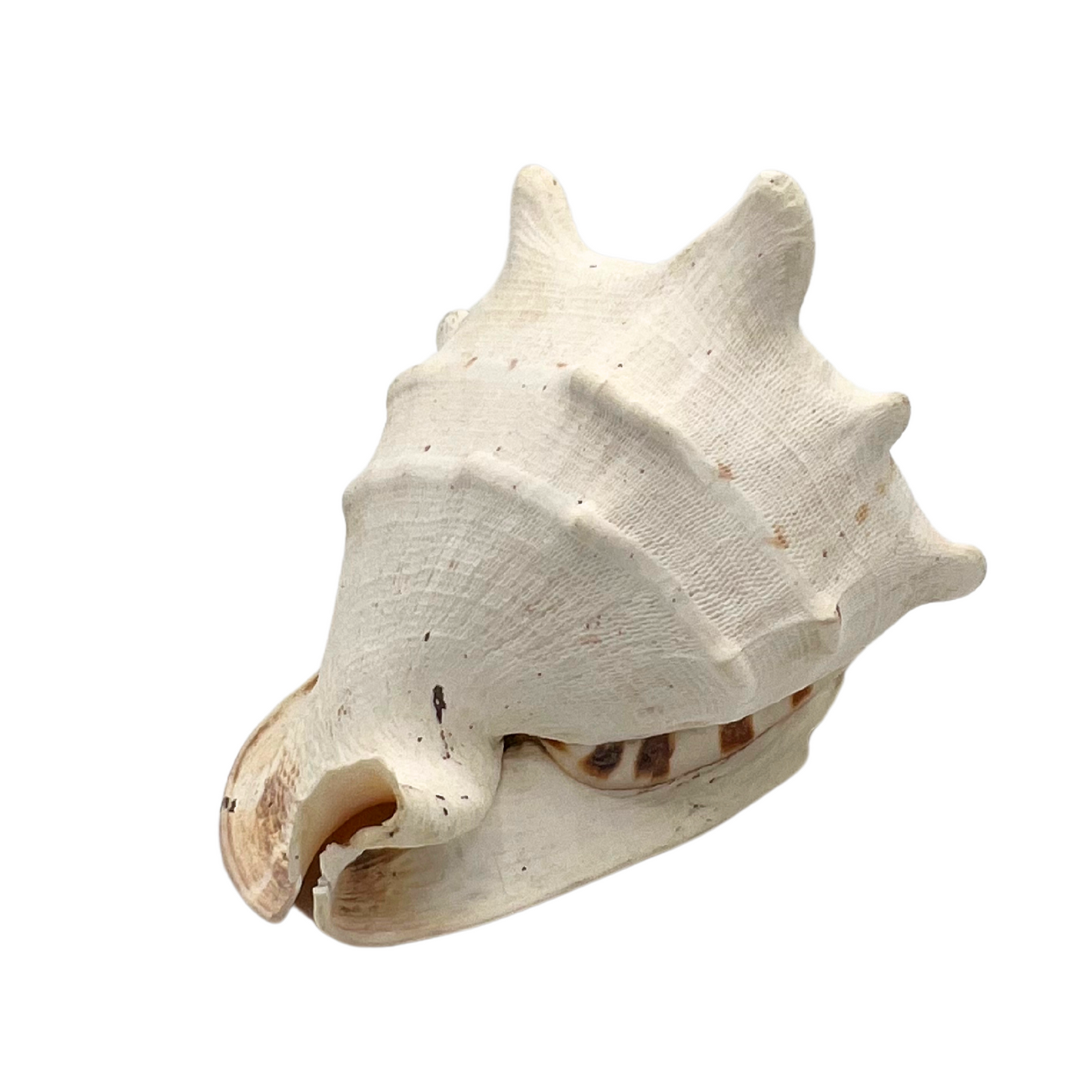 large queen helmet conch shell