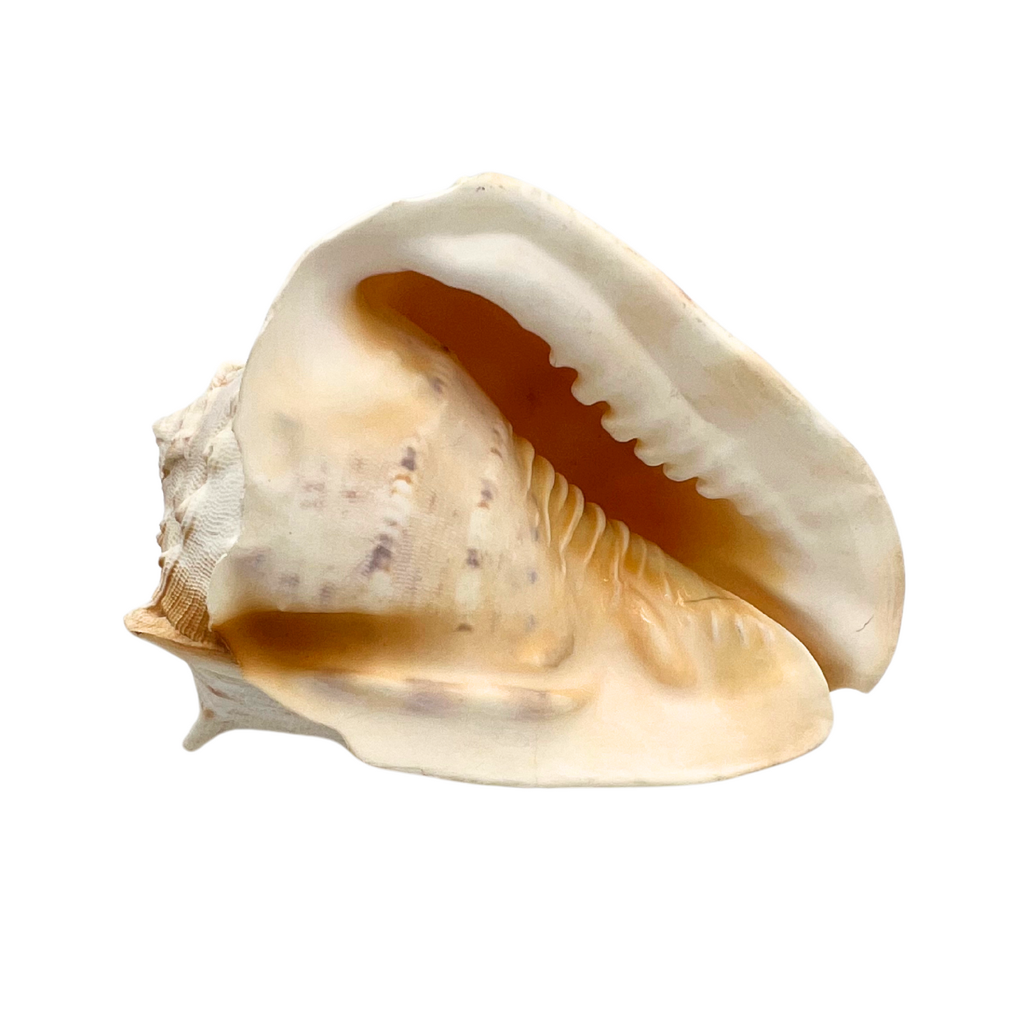 large queen helmet conch shell